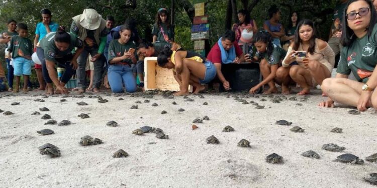 Mais de 11 mil filhotes de quelônios são soltos de uma só vez no Amazonas
