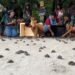 Mais de 11 mil filhotes de quelônios são soltos de uma só vez no Amazonas