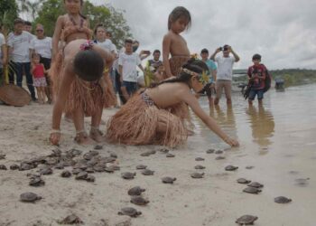 Quelônios são devolvidos à natureza por crianças da RDS Puranga Conquista