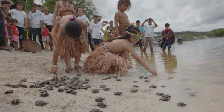 Quelônios são devolvidos à natureza por crianças da RDS Puranga Conquista