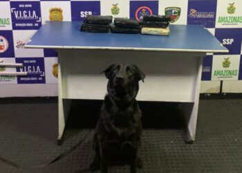 Cadela da Base Arpão fareja mais de 6 kg de drogas em lixeira de embarcação