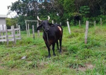 Vaca da Ufam é furtada de dentro do campus de Parintins