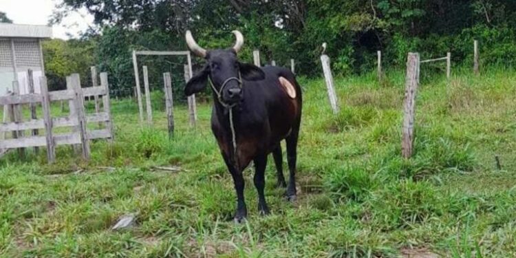 Vaca da Ufam é furtada de dentro do campus de Parintins