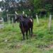 Vaca da Ufam é furtada de dentro do campus de Parintins