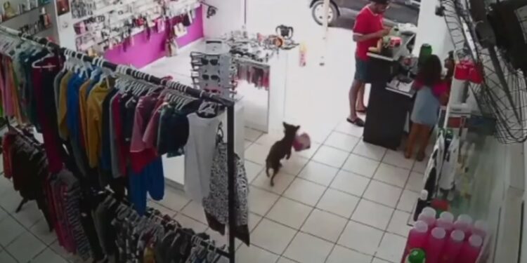 Vídeo: Cachorro é flagrado furtando ursinho de pelúcia em loja