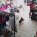 Vídeo: Cachorro é flagrado furtando ursinho de pelúcia em loja