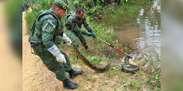 Sustinho básico: Sucuri maceta é flagrada no Passeio do Mindu, em Manaus