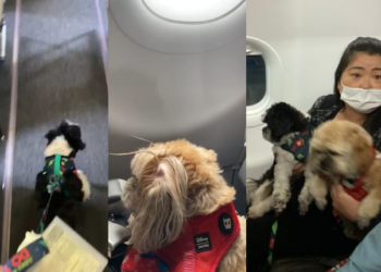 Justiça do AM autoriza passageira a viajar com dois Shih Tzu na cabine do avião