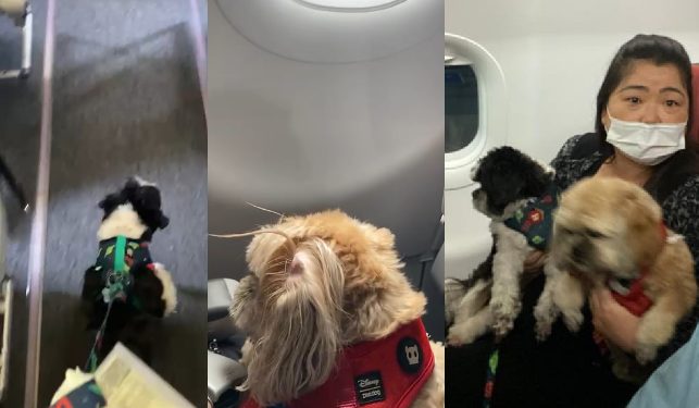Justiça do AM autoriza passageira a viajar com dois Shih Tzu na cabine do avião