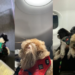 Justiça do AM autoriza passageira a viajar com dois Shih Tzu na cabine do avião