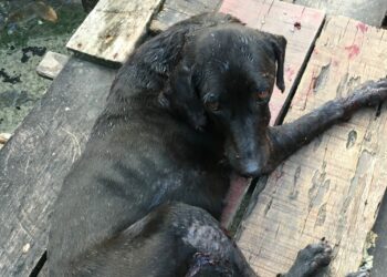 Cão ‘Blade’, baleado ao tentar defender dono que foi morto a tiros, não resiste aos ferimentos