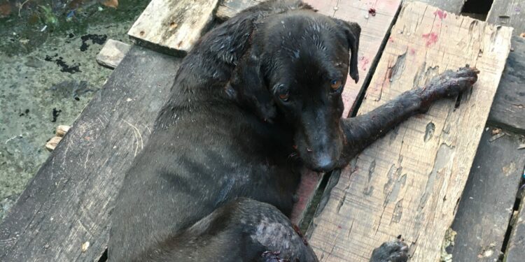 Cão ‘Blade’, baleado ao tentar defender dono que foi morto a tiros, não resiste aos ferimentos