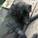 Cão ‘Blade’, baleado ao tentar defender dono que foi morto a tiros, não resiste aos ferimentos