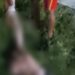 Corpos decapitados boiando em Manaus: segundo cadáver é encontrado em igarapé