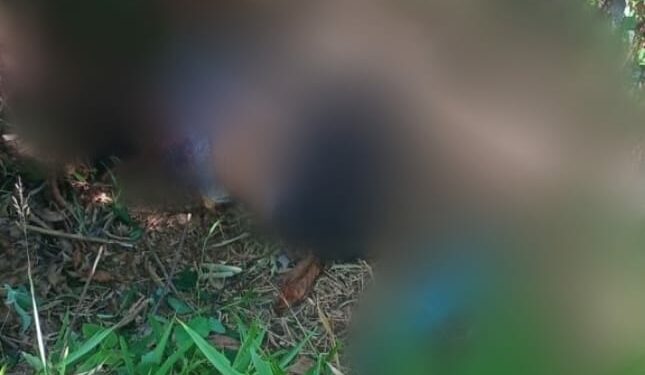 Grávida que estava desaparecida é encontrada morta a tiros em antiga invasão, em Manaus