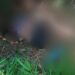 Grávida que estava desaparecida é encontrada morta a tiros em antiga invasão, em Manaus