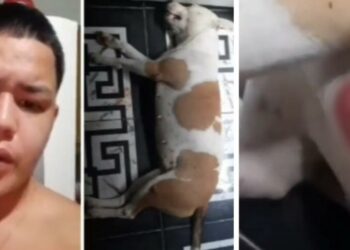 VÍDEO: Jovem denuncia Rocam por matar cachorro Pitbull durante ação em Manaus
