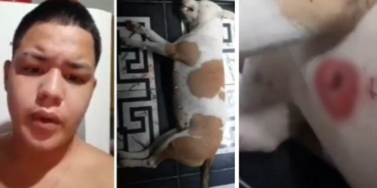 VÍDEO: Jovem denuncia Rocam por matar cachorro Pitbull durante ação em Manaus