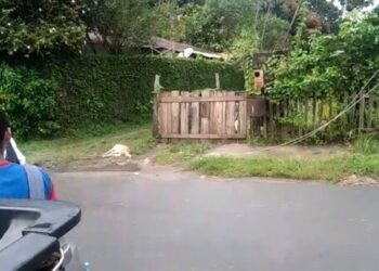 Cachorro morre eletrocutado no Jorge Teixeira e salva a vida de crianças durante chuva