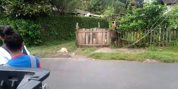 Cachorro morre eletrocutado no Jorge Teixeira e salva a vida de crianças durante chuva
