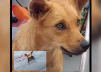 Cadelinha é resgatada do meio do Rio Negro por técnica de enfermagem