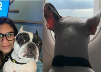 Vídeo: justiça autoriza dona a viajar de volta para o Brasil com o cão na cabine do avião