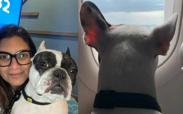 Vídeo: justiça autoriza dona a viajar de volta para o Brasil com o cão na cabine do avião