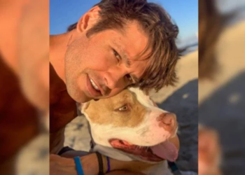 Pit-bull vegana de Dado Dolabella ataca vizinhos: ‘Anos sem carne’