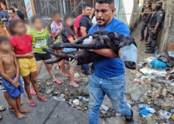 Dois homens são mortos e cachorro é baleado ao tentar defender as vítimas em Manaus