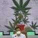 Ministério da Saúde vai dar 1 milhão de mudas de maconha para a população fumar à vontade