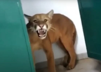 Juma? Criança de 9 anos acha onça no vestiário da escola; vídeo