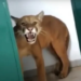 Juma? Criança de 9 anos acha onça no vestiário da escola; vídeo