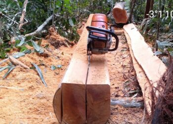 Quarteto é preso em flagrante desmatando área próximo à Praia da Lua, em Manaus