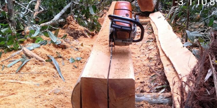 Quarteto é preso em flagrante desmatando área próximo à Praia da Lua, em Manaus