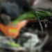Vítimas de acidente entre moto e carreta na Avenida das Torres eram pai e filha