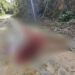 Mulher é levada para ramal e executada com tiro na cabeça na Zona Norte de Manaus