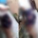 Blindada trai o namorado traficante e leva surra de ripa junto com o ‘Ricardão’; vídeo