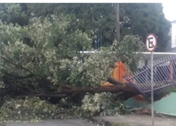 Árvore cai e interdita rua na zona Oeste de Manaus