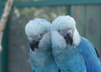 Consideradas extintas, ararinhas-azuis são soltas na natureza depois de 20 anos