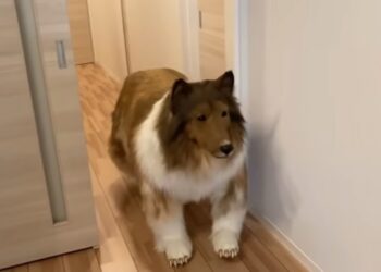 Japonês que gastou R$ 75 mil para se transformar em cachorro relata dificuldades