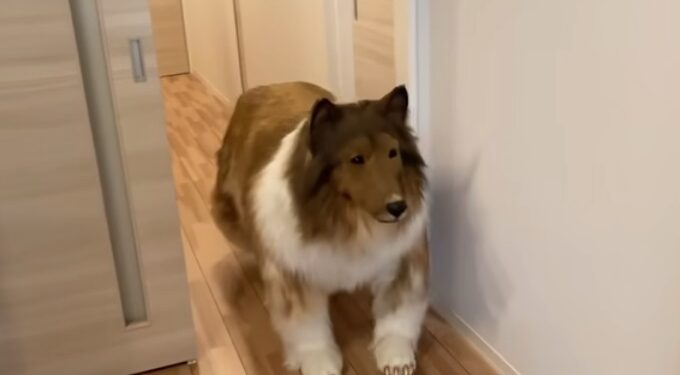 Japonês que gastou R$ 75 mil para se transformar em cachorro relata dificuldades