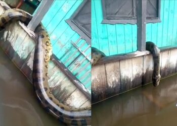 Vídeo: Anaconda assusta moradores do interior de Amazonas; assista