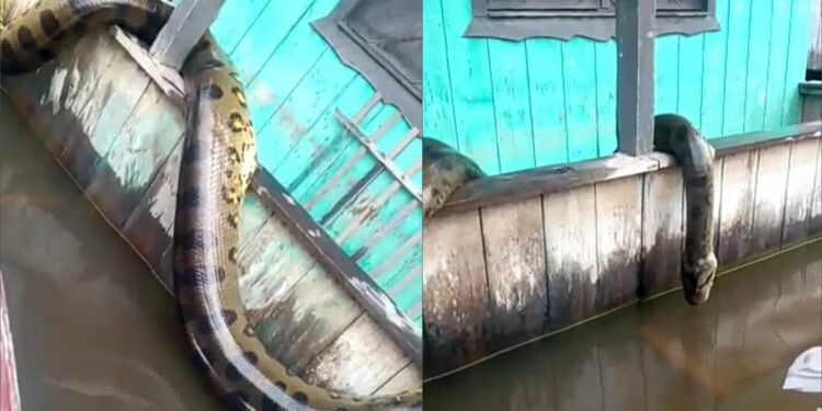 Vídeo: Anaconda assusta moradores do interior de Amazonas; assista