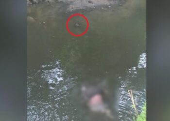 Cadáver é encontrado boiando em igarapé com jacaré por perto em Manaus