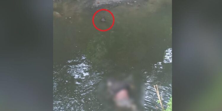 Cadáver é encontrado boiando em igarapé com jacaré por perto em Manaus