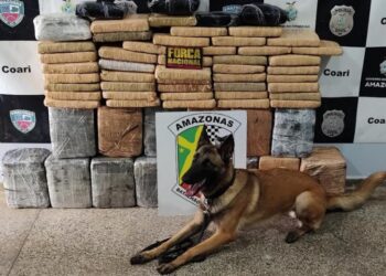 Luna fareja 111 quilos de maconha e desfalca tráfico em mais de R$ 1 milhão no AM