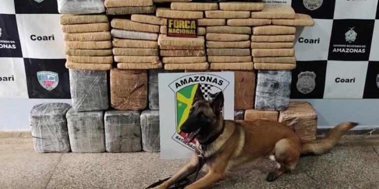 Luna fareja 111 quilos de maconha e desfalca tráfico em mais de R$ 1 milhão no AM