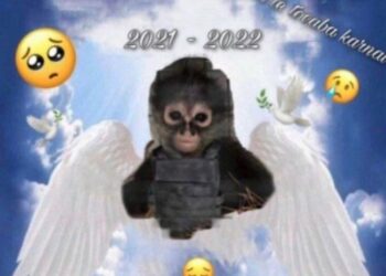 Macaco-aranha morre durante tiroteio entre criminosos e polícia; ele era mascote do tráfico