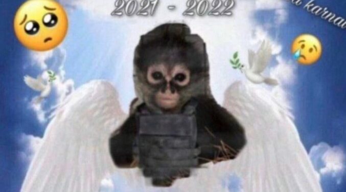 Macaco-aranha morre durante tiroteio entre criminosos e polícia; ele era mascote do tráfico