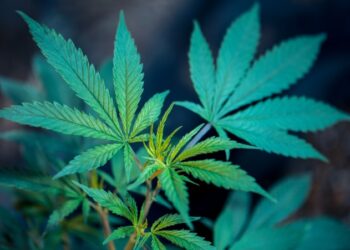 Por unanimidade, STJ autoriza cultivo de maconha com fins medicinais